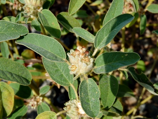 {Croton capitatus}